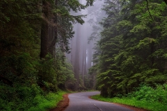 redwood-national-park-1587301_960_720