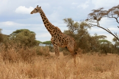 giraffe-2304087_960_720