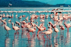 pink-flamingo-1484781_960_720