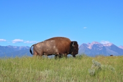 bison-3532355_960_720