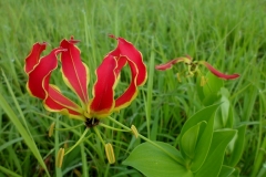 flame-lily-1610815_960_720