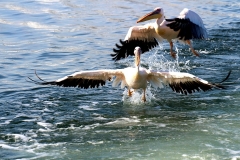 pelicans-1972563_960_720