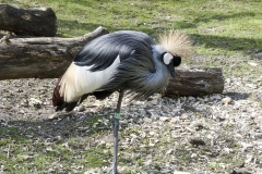 grey-crowned-crane-567351_960_720